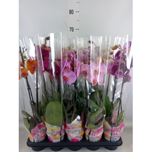 Phalaenopsis   ...