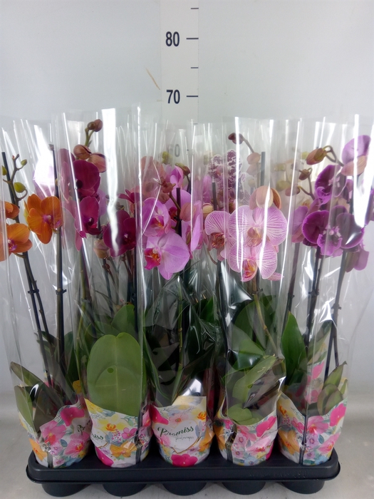 <h4>Phalaenopsis   ...</h4>