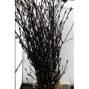 Magnolia Grandiflora Super