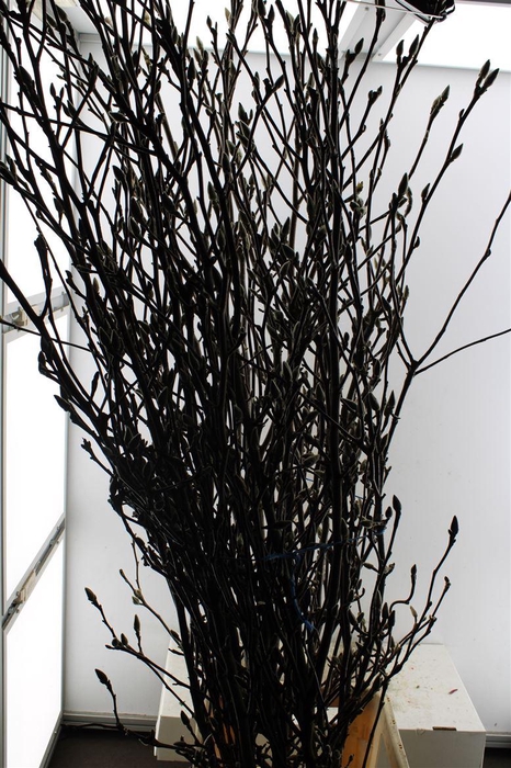 <h4>Magnolia Grandiflora Ex</h4>