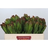 Leucadendron Goldstrike