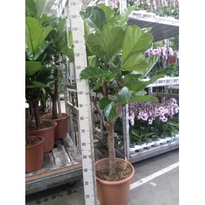 Ficus lyrata