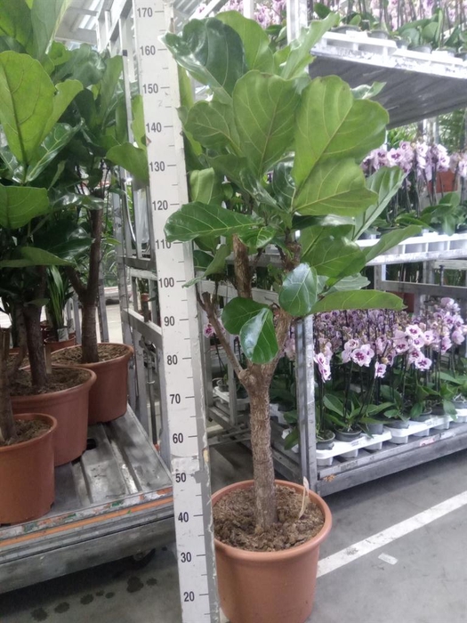 <h4>Ficus lyrata</h4>