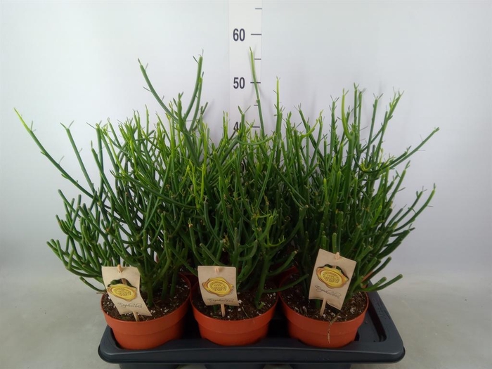 <h4>Euphorbia tirucalli</h4>