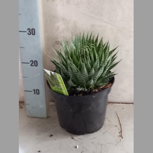 ALOE GEM