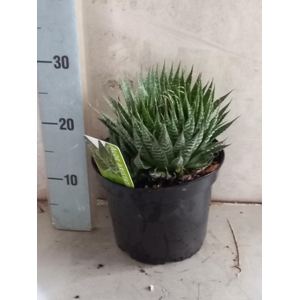 ALOE GEM