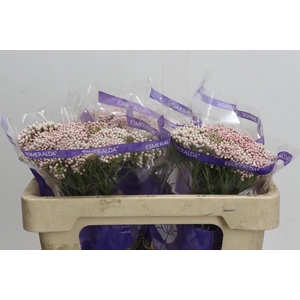 Ozothamnus Cooks Pink