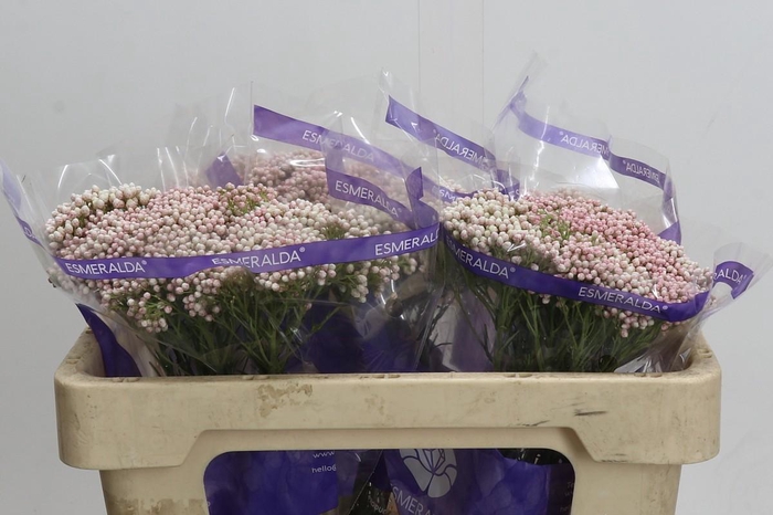 Ozothamnus Cooks Tall Pink