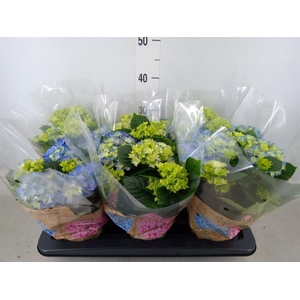 Hydrangea mac. 'Early Blue'