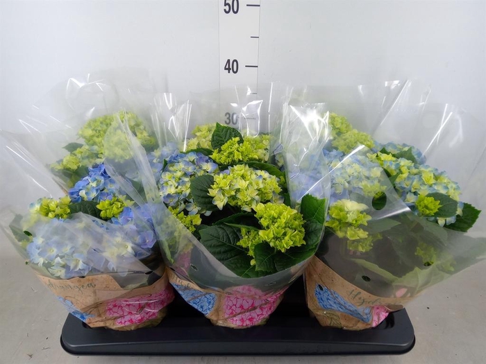 <h4>Hydrangea mac. 'Early Blue'</h4>
