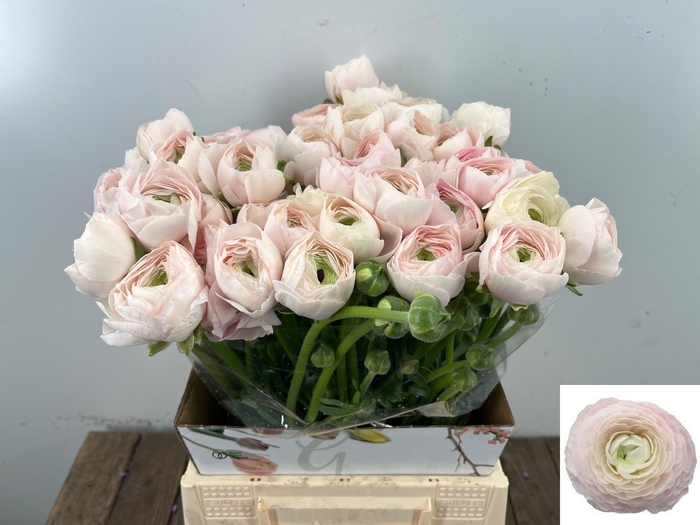 <h4>RAN SU HANOI</h4>