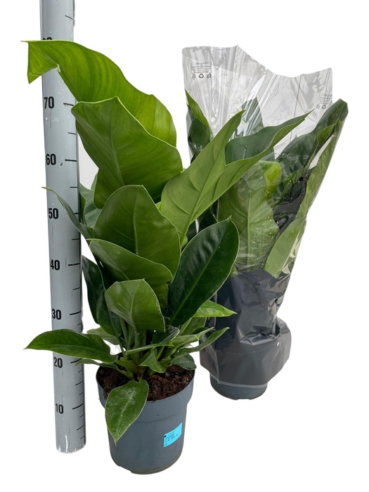 <h4>PHIL IMPERIAL GREEN</h4>