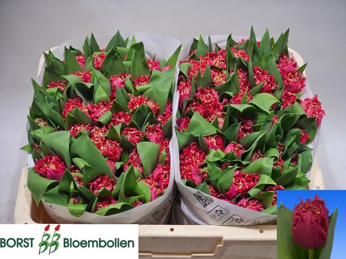 <h4>TU FR LA MOUR</h4>