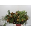 Banksia Spinulosa