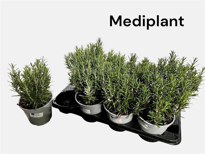 <h4>Rosmarin Of Ov</h4>