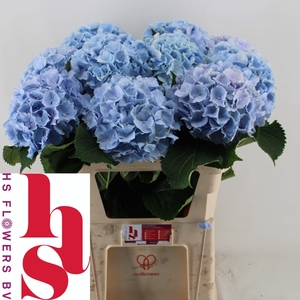 HYDR M CH VERENA BL