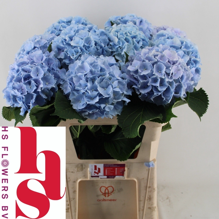 <h4>HYDR M CH VERENA BL</h4>