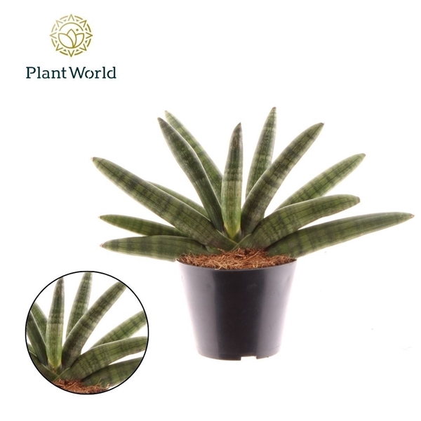 <h4>Sansevieria Skyline</h4>