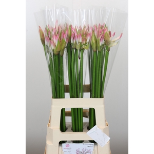 Nerine Bicolor Lipstick