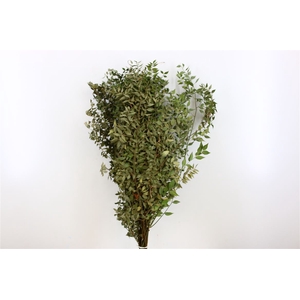 Dried Ruscus Natural Green 4kg