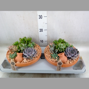Arr.  Succulents H%