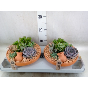 Arr.  Succulents H%