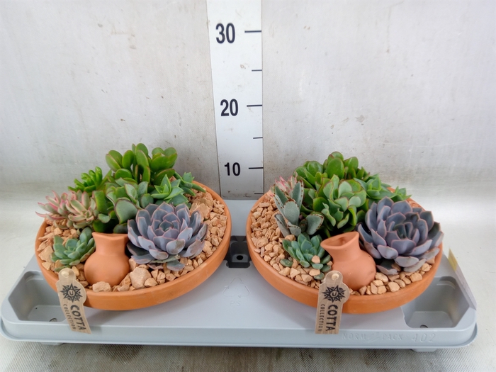 <h4>Arr.  Succulents H%</h4>