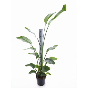 STRELITZIA NICOLAI