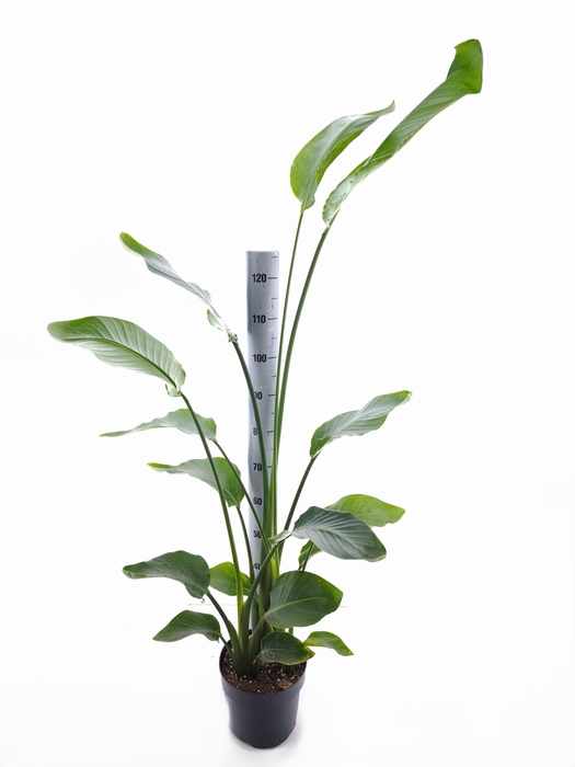 <h4>STRELITZIA NICOLAI</h4>