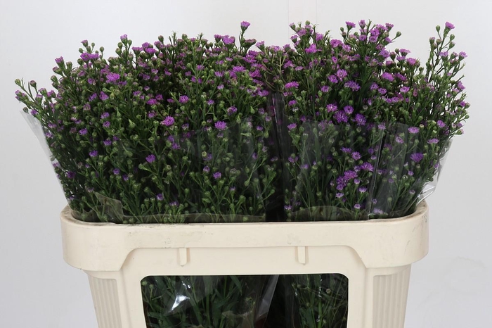 <h4>Aster Baby Pink</h4>