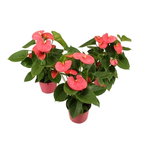 Anthurium XL.31 Arisa Pink 14cm