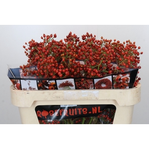 Rozenbottel Autumn Rosefruits