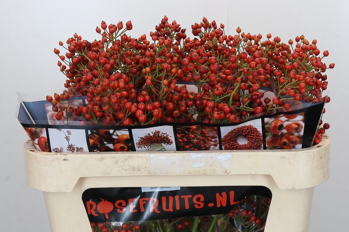 Rozenbottel Autumn Rosefruits