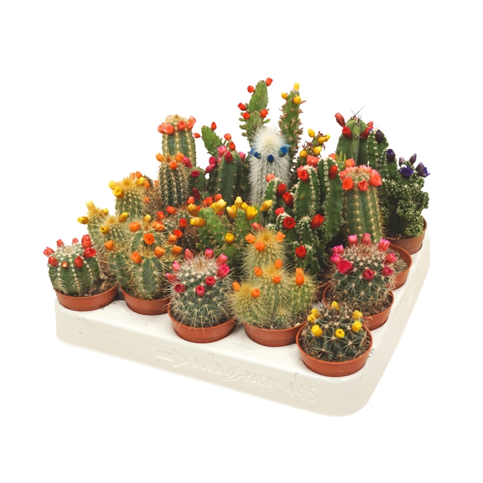 <h4>Cactus mix strobloem 5,5 cm</h4>