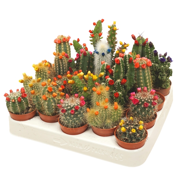 Cactus mix strobloem 5,5 cm