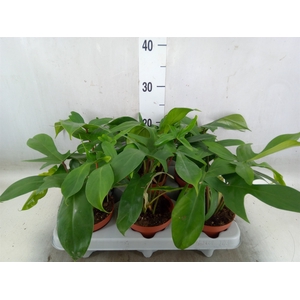 Philodendron   ...