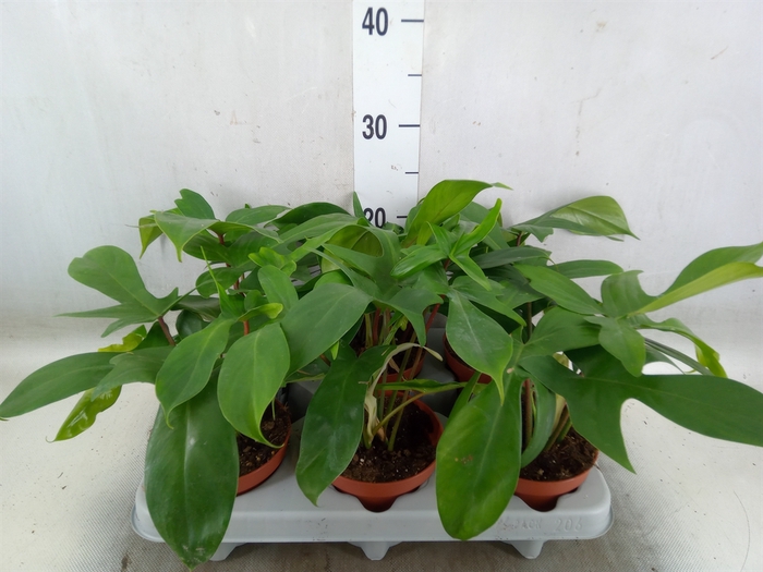 <h4>Philodendron   ...</h4>