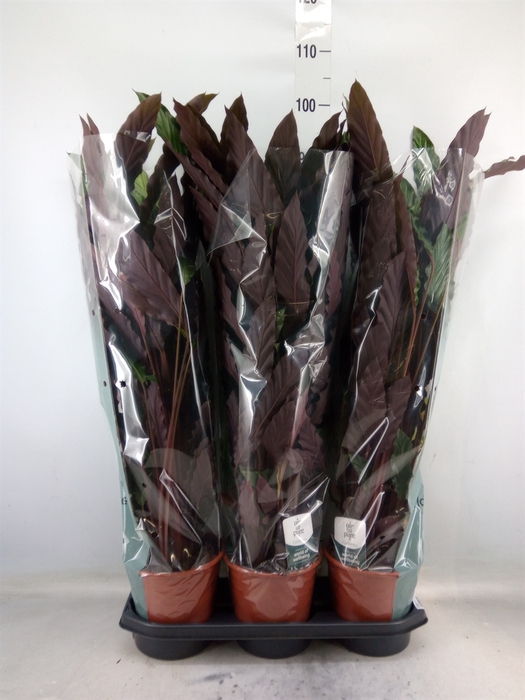 <h4>Calathea rufibarba</h4>