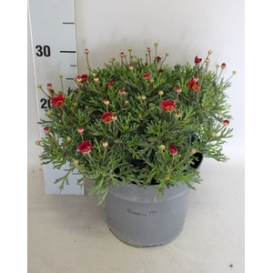 Perkplanten 19 cm Argyranthemum