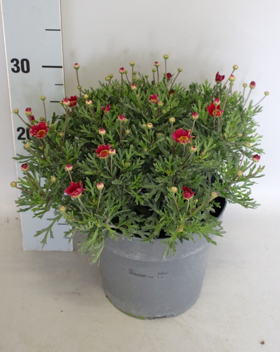 <h4>Perkplanten 19 cm Argyranthemum</h4>
