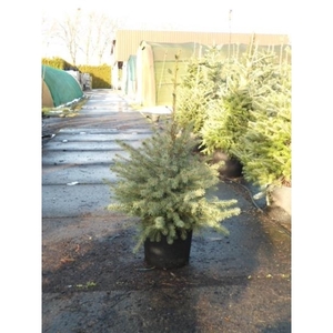 Picea Omorika