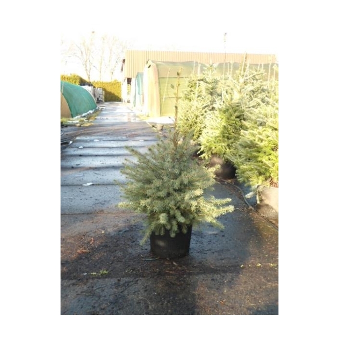 <h4>Picea Omorika</h4>