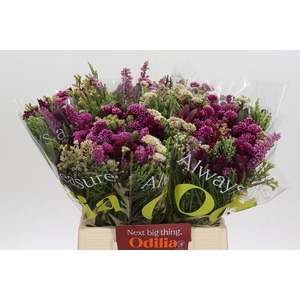 BQ Wild Flower