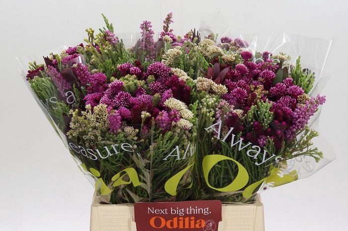 <h4>BQ Wild Flower</h4>