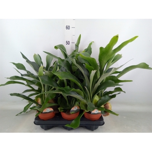 Platycerium bifurc.
