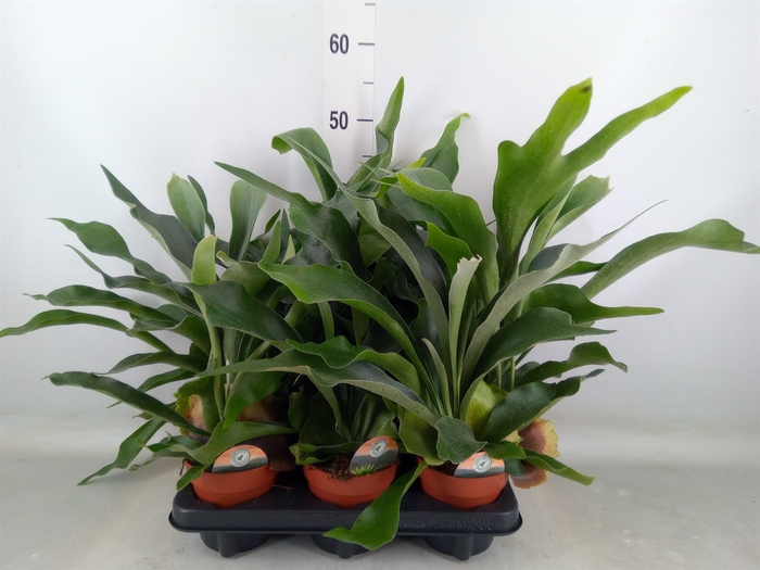 <h4>Platycerium bifurc.</h4>