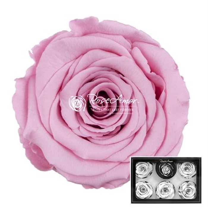 <h4>Pr 1 Pin06 Xl</h4>