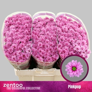 CHR S AAA PINKPOP