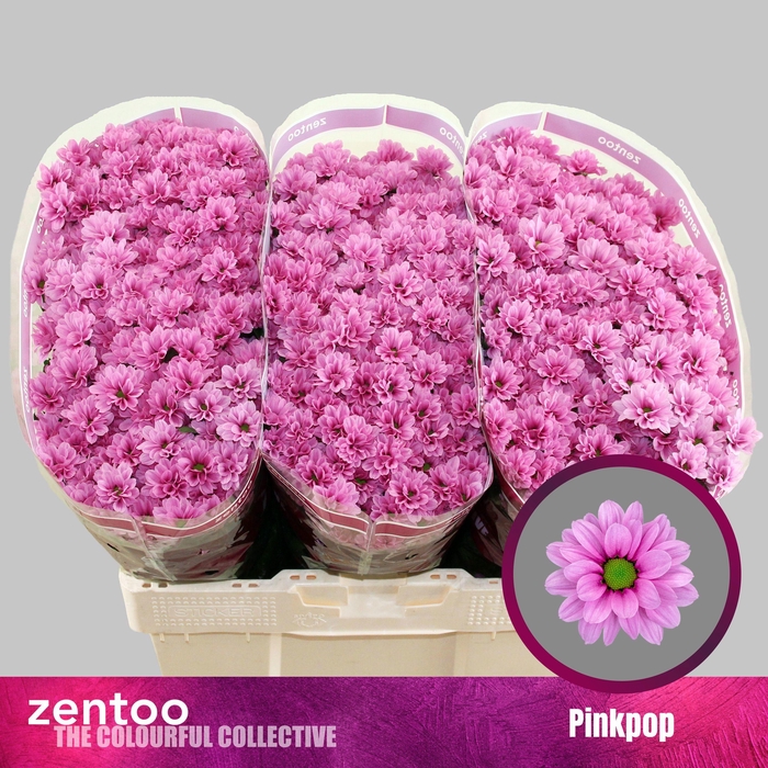 <h4>CHR S AAA PINKPOP</h4>