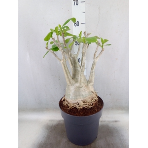Adenium obesum